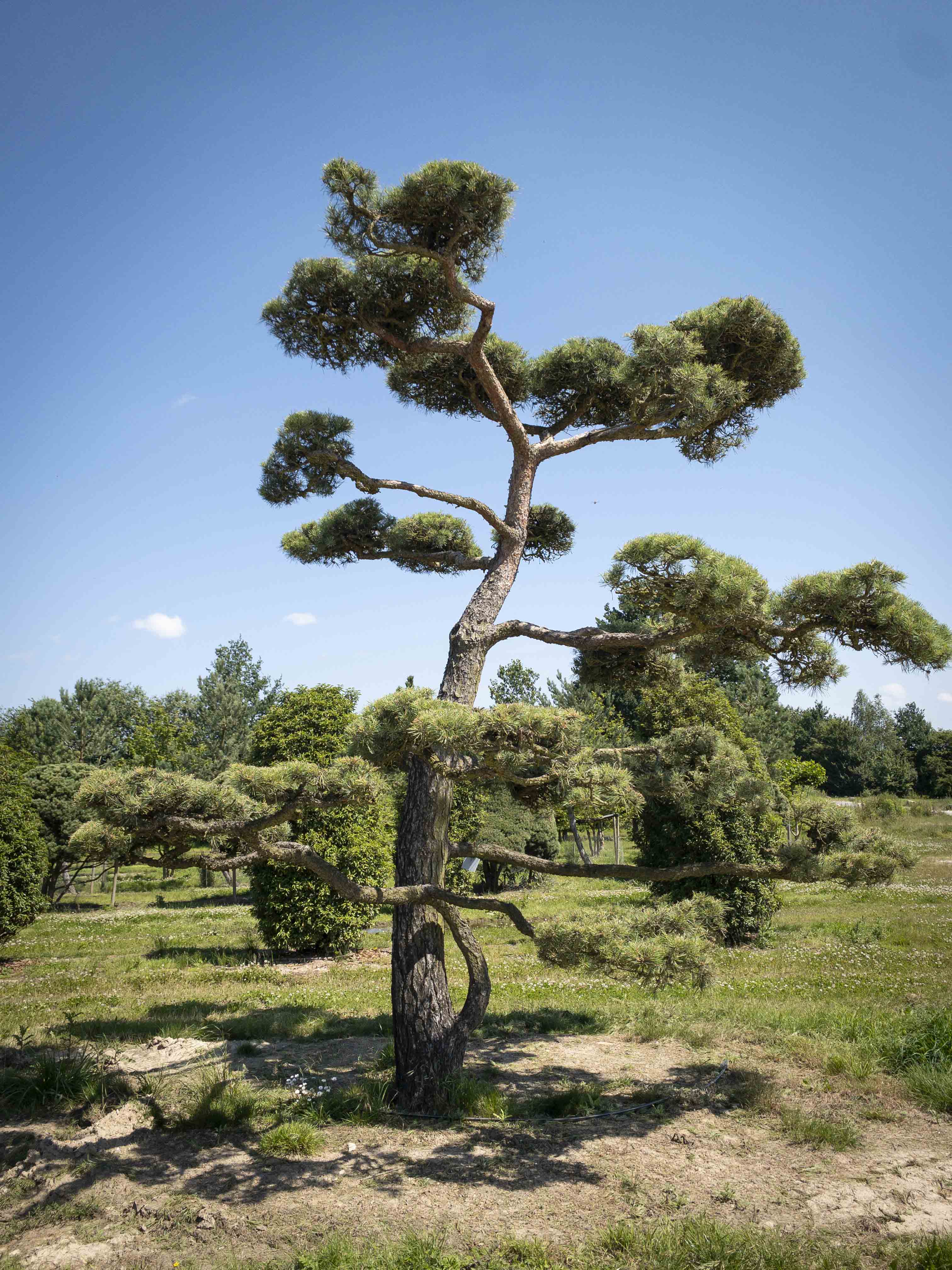 Pinus sylvestris Bonsai